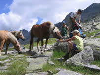unsere Haflinger